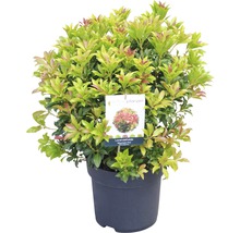 Purpurheide ''Mountain Fire'' i kruka