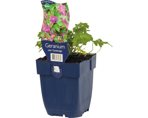 Geranium Cambridge i kruka