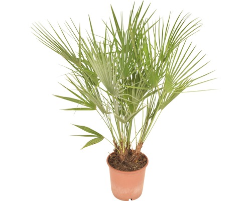 Hampa palm i kruka