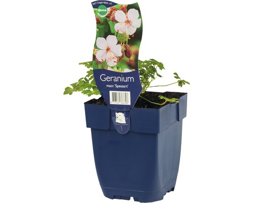 Flocknäva FLORASELF Geranium macrorrhizum 'Spessart' 5-10cm Co 0,5L