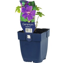Geranium magnificum i kruka