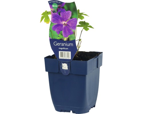 Kungsnäva FLORASELF Geranium x magnificum 10-20cm co 0,5L