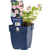 Geranium Mavis Simpson i en kruka
