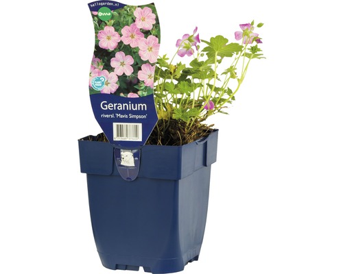 Chathamnäva FLORASELF Geranium x riversleaianum 'Mavis Simpson' 5-25cm co 0,5L