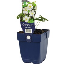 Blodnäva Album i kruka