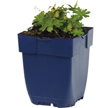 Blodnäva FLORASELF Geranium sanguinea 'Max Frei' Co 0,5L