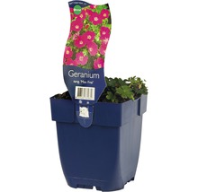 Blodnäva FLORASELF Geranium sanguinea 'Max Frei' Co 0,5L