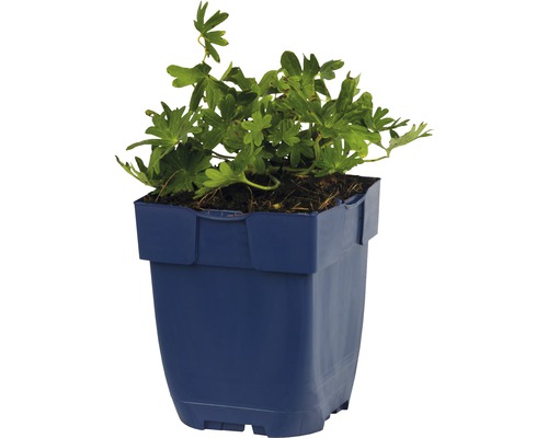 Pelargon i plastkruka