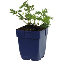 Blodnäva FLORASELF Geranium sanguineum 5-20cm Co 0,5L