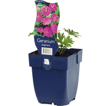 Blodnäva FLORASELF Geranium sanguineum 5-20cm Co 0,5L