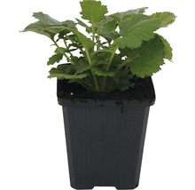Praktnejlikrot FLORASELF Geum chiloense Lady Stratheden 10-20cm co 0,5L
