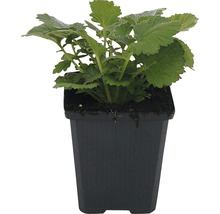 Praktnejlikrot FLORASELF Geum chiloense Lady Stratheden 10-20cm co 0,5L