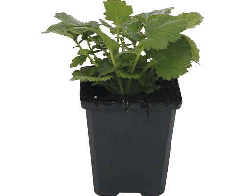 Ung planta i kruka
