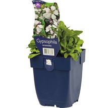 Mattslöja FLORASELF Gypsophila cerastioides 5-10cm Co 0,5L