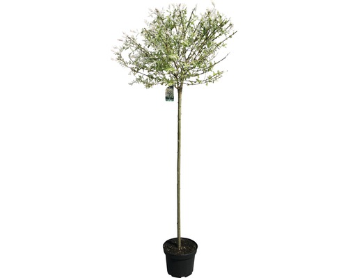 Salix integra Hakuro Nishiki prydnads vide i kruka