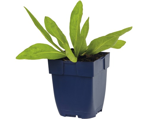 Ung planta i kruka