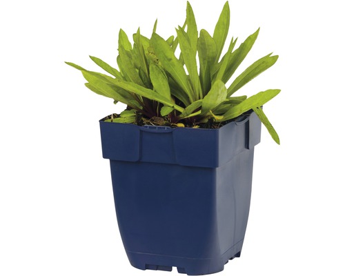 Vattenväxt i en plastkruka