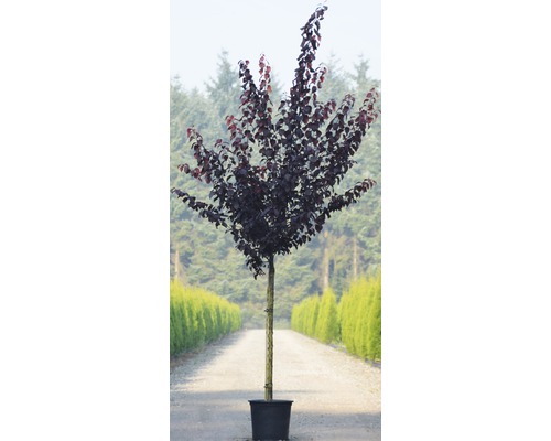 Blodplommon i kruka för trädgården