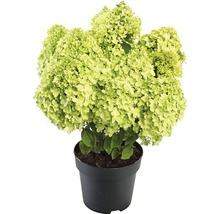 Syrenhortensia i kruka
