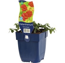 Solvända FLORASELF Helenum-Cultivars Ceris Queen 5-20cm Co 0,5L