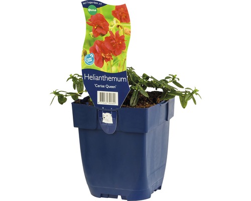 Solvända FLORASELF Helenum-Cultivars Ceris Queen 5-20cm Co 0,5L