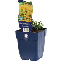Solvända FLORASELF Helianthemum Bronzeteppich 5-20cm Co 0,5L