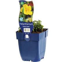 Solvända FLORASELF Helianthemum 'Golden Queen' 5-20cm Co 0,5L
