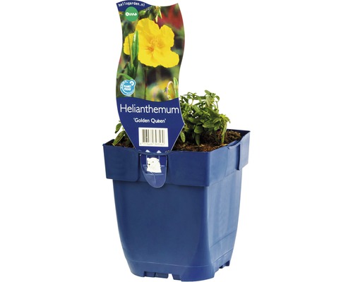 Solvända FLORASELF Helianthemum 'Golden Queen' 5-20cm Co 0,5L