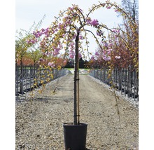 Japanskt prydnadskörsbär FLORASELF Prunus serrulata Kiku-shidare-Zakura uppstammad 125x125-150cm Co 18L-thumb-1