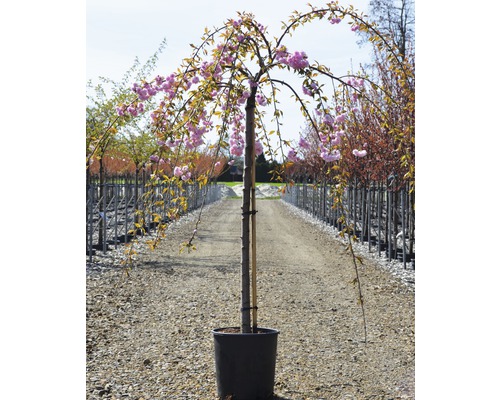 Japanskt prydnadskörsbär i kruka