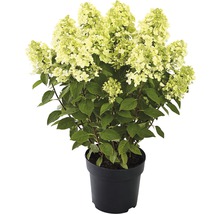 Hortensia paniculata i kruka