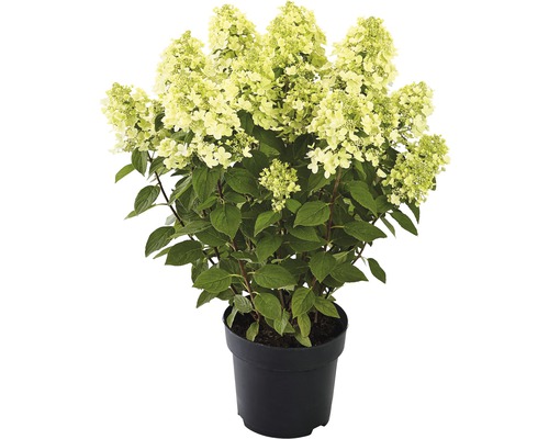 Vipphortensia Panflora FLORASELF Hydrangea paniculata Panflora 40-50cm co 5L 30 år FloraSelf Edition