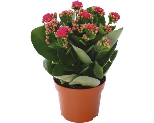 Kalanchoe i kruka