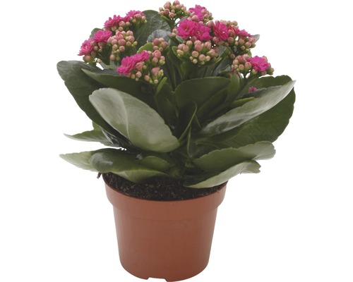 Kalanchoe-växt i kruka
