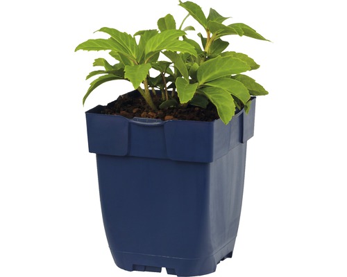 Växt i blå planteringskärl.