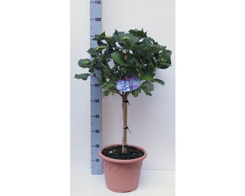 Trädgårdshortensia FLORASELF Hydrangea macrophylla uppstammad ca 40-50cm Co 8,7L Hydrangea i kruka, cirka 110 centimeter hög