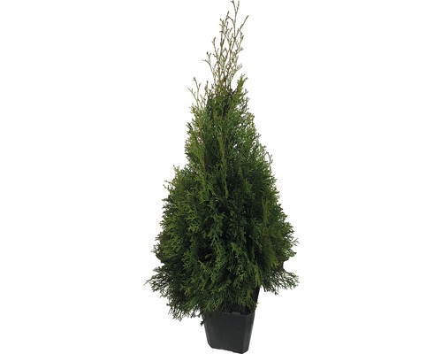 Tuja FLORASELF Thuja occidentalis Smaragd 60-80cm ClickCo