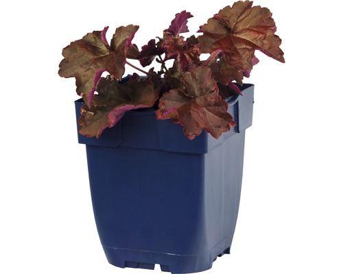 Alunrot växt i kruka