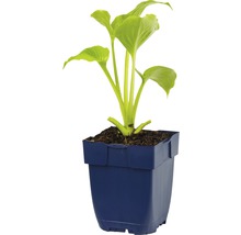 Funkia FLORASELF Hosta-Cultivars 'Royal Standard' 5-60cm Co 0,5L