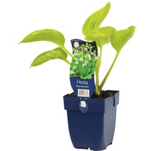 Funkia FLORASELF Hosta-Cultivars 'Royal Standard' 5-60cm Co 0,5L