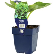 Funkia Hosta sieboldiana Elegans i kruka