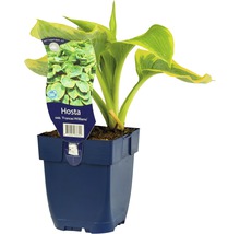 Blå daggfunkia FLORASELF Hosta sieboldiana 'Frances Williams' 5-20cm Co 0,5L