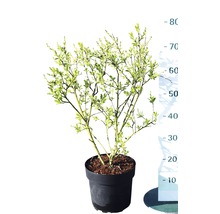 Dvärgbuske med blad odlad i kruka