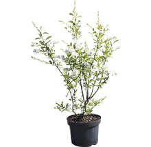 Brudspirea i kruka med vita blommor och gröna blad