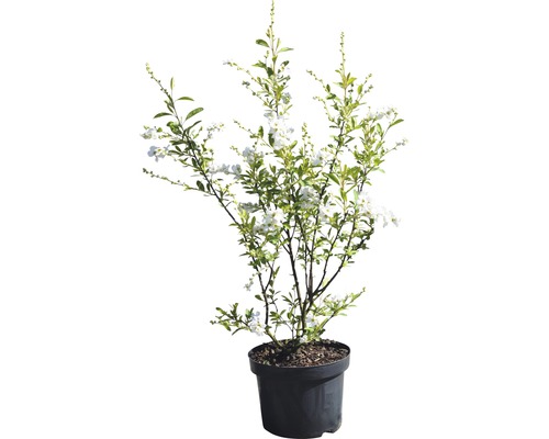 Brudspirea i kruka med vita blommor och gröna blad