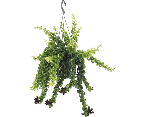 Ampelfackel Aeschynanthus FLORASELF Aeschynanthus-Cultivars Rasta 35-45cm Ø15cm Hängande indisk lotus i kruka med hängare