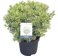 Japansk buskrosling Pieris japonica Little Heath 40-50cm Co 6L