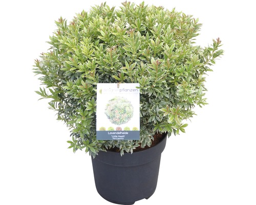 Japansk buskrosling Pieris japonica Little Heath 40-50cm Co 6L