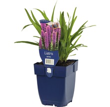Rosenstav FLORASELF Liatris spicata 5-30cm co 0,5L