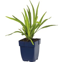 Rosenstav FLORASELF Liatris spicata 5-30cm co 0,5L